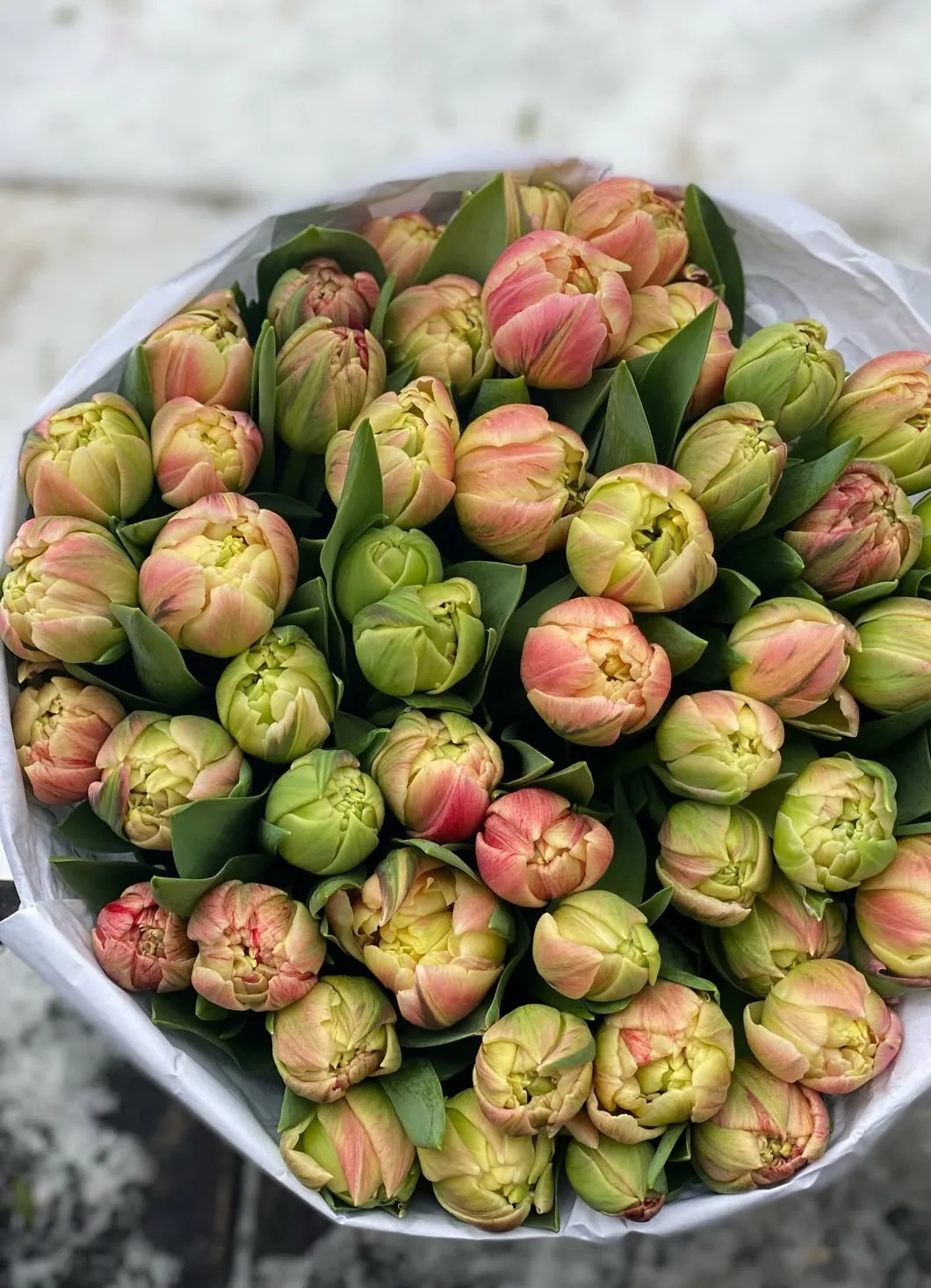 Buchet de lalele duble în nuanțe de roz și verde, tip bujor